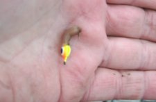 Jigs n Rigs Perch Eye Jig